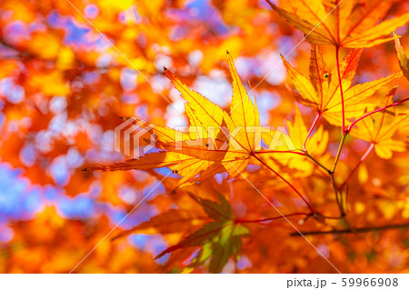 香嵐渓　もみじ　広角　アップ　【愛知県】 59966908