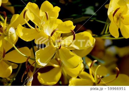 三鷹中原に咲く黄色いコバノセンナ(カッシア)の花 三鷹中原に咲く黄色いコバノセンナ(カッシア)の花 59966951