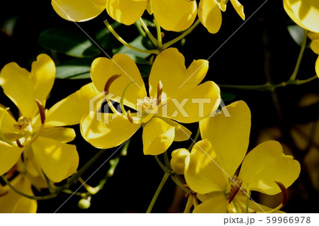 三鷹中原に咲く黄色いコバノセンナ(カッシア)の花 三鷹中原に咲く黄色いコバノセンナ(カッシア)の花 59966978