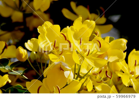 三鷹中原に咲く黄色いコバノセンナ（カッシア）の花 59966979