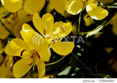 三鷹中原に咲く黄色いコバノセンナ(カッシア)の花 三鷹中原に咲く黄色いコバノセンナ(カッシア)の花 59966984