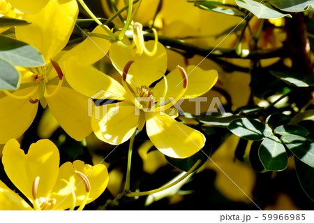 三鷹中原に咲く黄色いコバノセンナ（カッシア）の花 59966985