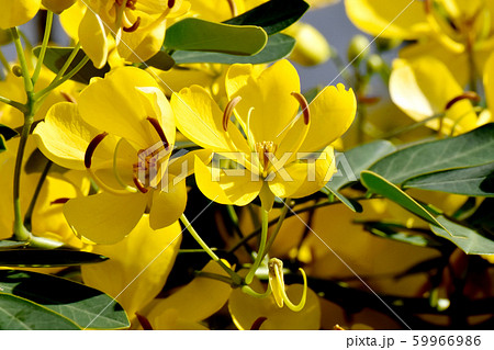三鷹中原に咲く黄色いコバノセンナ（カッシア）の花 59966986