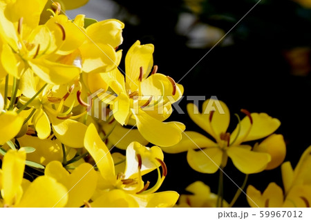 三鷹中原に咲く黄色いコバノセンナ（カッシア）の花 59967012