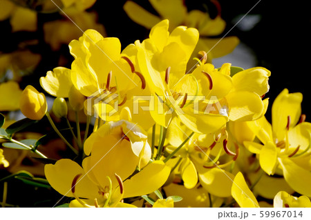 三鷹中原に咲く黄色いコバノセンナ(カッシア)の花 三鷹中原に咲く黄色いコバノセンナ(カッシア)の花 59967014