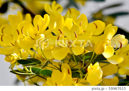 三鷹中原に咲く黄色いコバノセンナ（カッシア）の花 59967015