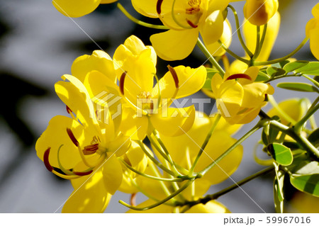 三鷹中原に咲く黄色いコバノセンナ（カッシア）の花 59967016