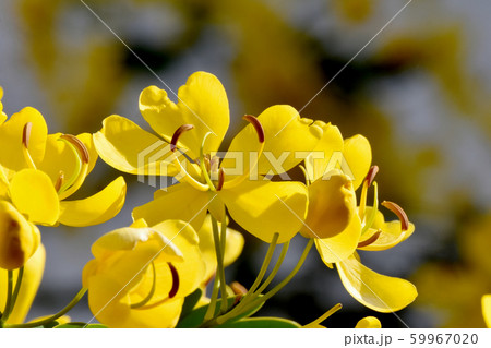 三鷹中原に咲く黄色いコバノセンナ（カッシア）の花 59967020