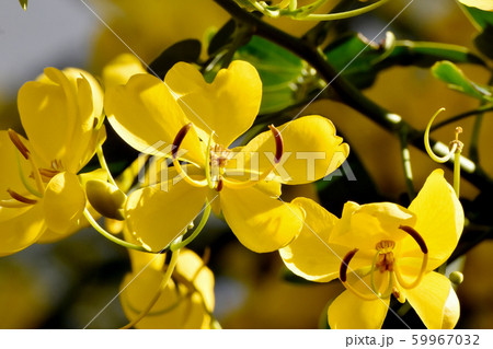 三鷹中原に咲く黄色いコバノセンナ（カッシア）の花 59967032