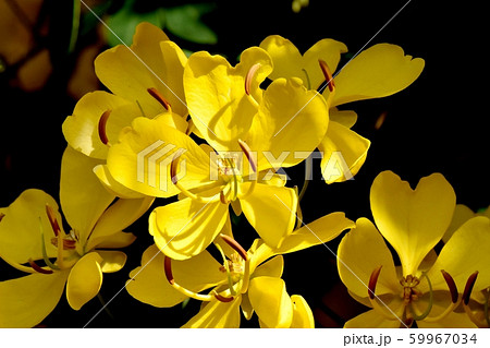 三鷹中原に咲く黄色いコバノセンナ(カッシア)の花 三鷹中原に咲く黄色いコバノセンナ(カッシア)の花 59967034