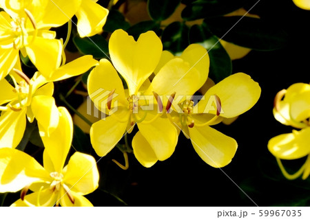 三鷹中原に咲く黄色いコバノセンナ(カッシア)の花 三鷹中原に咲く黄色いコバノセンナ(カッシア)の花 59967035