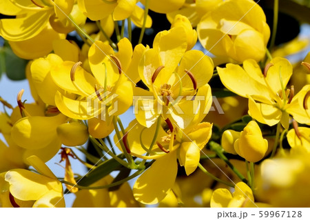三鷹中原に咲く黄色いコバノセンナ(カッシア)の花 三鷹中原に咲く黄色いコバノセンナ(カッシア)の花 59967128