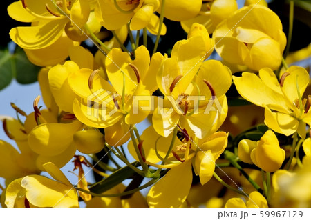 三鷹中原に咲く黄色いコバノセンナ(カッシア)の花 三鷹中原に咲く黄色いコバノセンナ(カッシア)の花 59967129