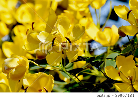 三鷹中原に咲く黄色いコバノセンナ（カッシア）の花 59967131