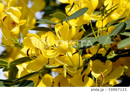 三鷹中原に咲く黄色いコバノセンナ(カッシア)の花 三鷹中原に咲く黄色いコバノセンナ(カッシア)の花 59967133