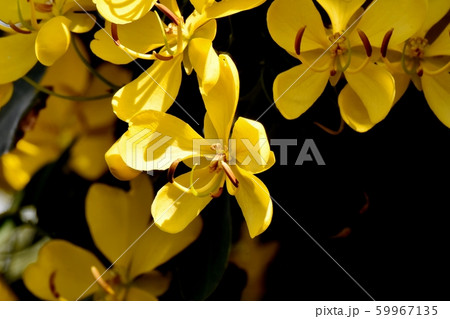 三鷹中原に咲く黄色いコバノセンナ（カッシア）の花 59967135