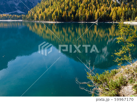 Autumn peaceful alpine lake Braies or Pragser 59967170