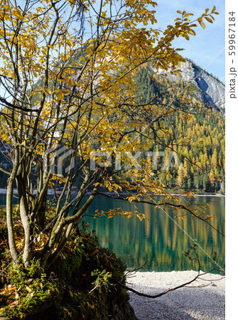 Autumn peaceful alpine lake Braies or Pragser 59967184