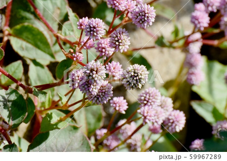 三鷹中原に咲くピンクのヒメツルソバ 59967289
