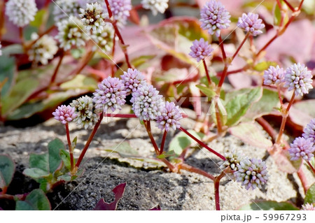 三鷹中原に咲くピンクのヒメツルソバ 59967293