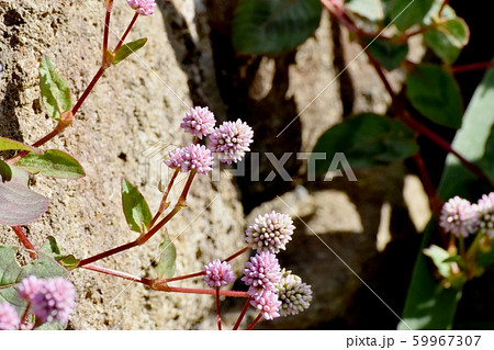 三鷹中原に咲くピンクのヒメツルソバ 59967307