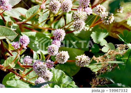 三鷹中原に咲くピンクのヒメツルソバ 59967332