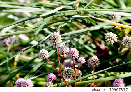 三鷹中原に咲くピンクのヒメツルソバ 59967337