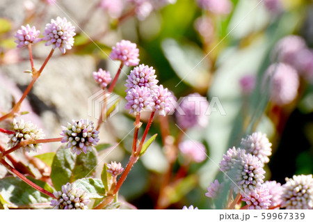 三鷹中原に咲くピンクのヒメツルソバ 59967339