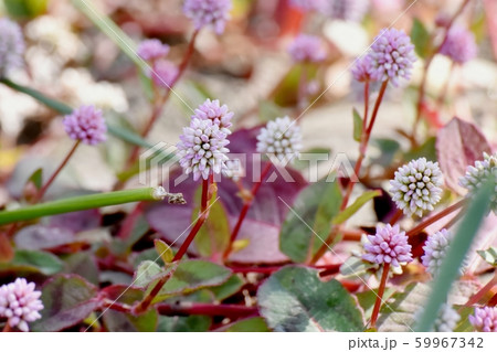 三鷹中原に咲くピンクのヒメツルソバ 59967342