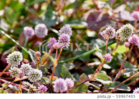 三鷹中原に咲くピンクのヒメツルソバ 59967405