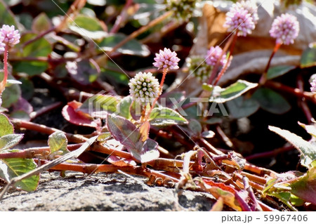 三鷹中原に咲くピンクのヒメツルソバ 59967406