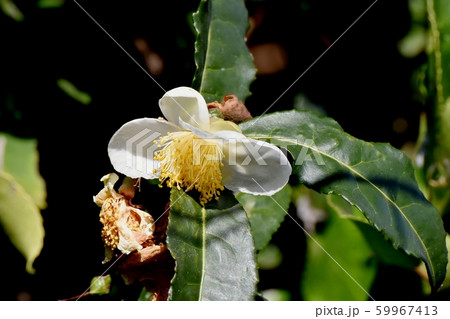 三鷹中原に咲く白いチャノキの花 59967413