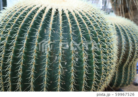 サボテン サボテン 59967526