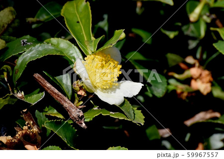 三鷹中原に咲く白いチャノキの花 59967557