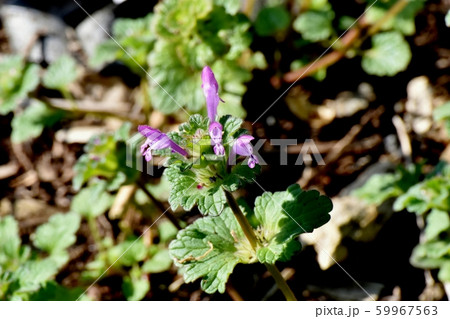 三鷹中原に咲くピンクのホトケノザ 59967563