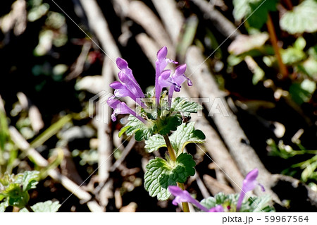 三鷹中原に咲くピンクのホトケノザ 三鷹中原に咲くピンクのホトケノザ 59967564