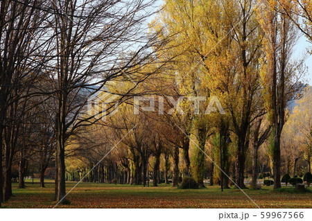 秋の前田森林公園 秋の前田森林公園 59967566