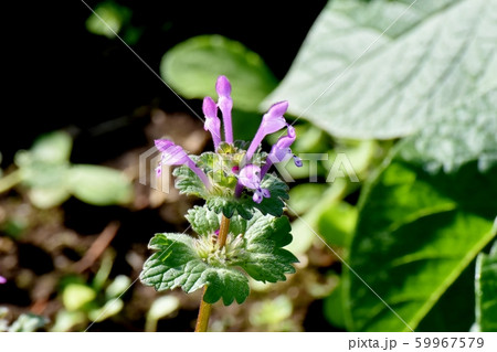 三鷹中原に咲くピンクのホトケノザ 59967579