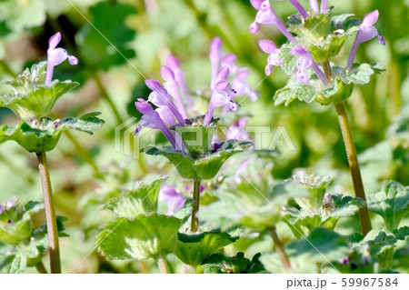 三鷹中原に咲くピンクのホトケノザ 59967584