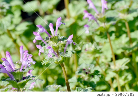 三鷹中原に咲くピンクのホトケノザ 59967585