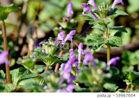 三鷹中原に咲くピンクのホトケノザ 59967604