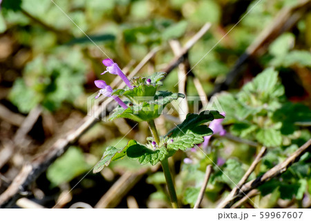 三鷹中原に咲くピンクのホトケノザ 59967607