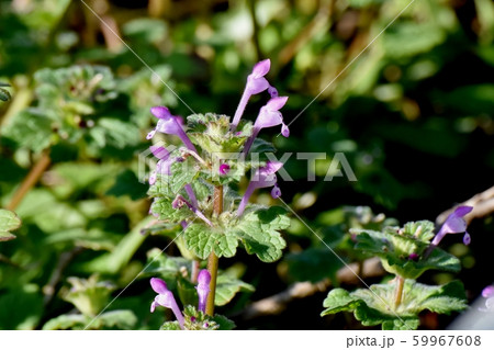 三鷹中原に咲くピンクのホトケノザ 59967608