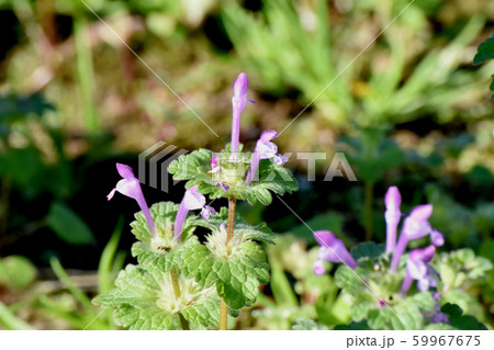 三鷹中原に咲くピンクのホトケノザ 59967675