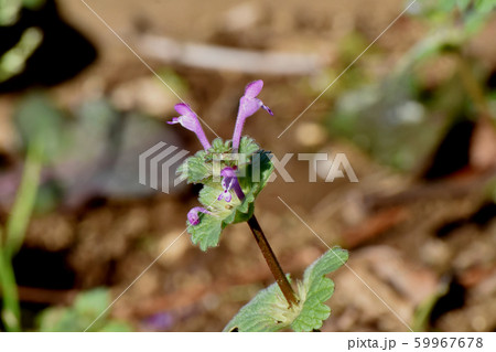 三鷹中原に咲くピンクのホトケノザ 59967678