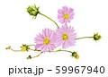 コスモスの花 2 59967940