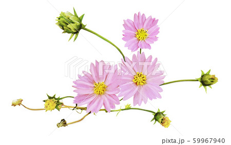 コスモスの花 2 59967940