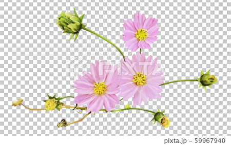 コスモスの花 2 59967940