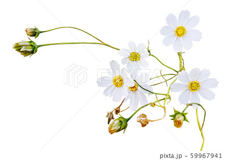コスモスの花 1 59967941