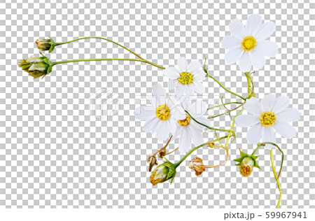 コスモスの花 1 59967941